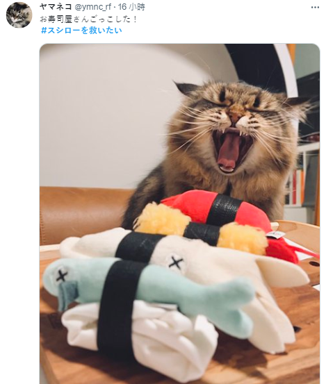 网民po自己的猫猫假装是一家寿司店！ 图源：twitter@ymnc_rf